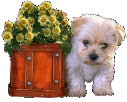 !-0 Hond met bloeme…
