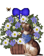 basket hond & spin